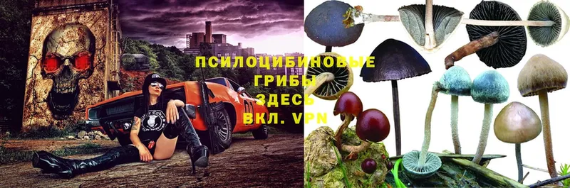 Псилоцибиновые грибы ЛСД  где продают   Будённовск 